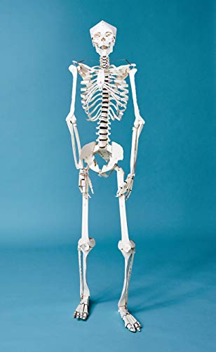 Build Your Own Human Skeleton – Life Size!