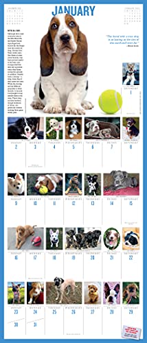 365 Puppies-A-Year Picture-A-Day Wall Calendar 2022: The Most Adorable, Irresistible Puppies.