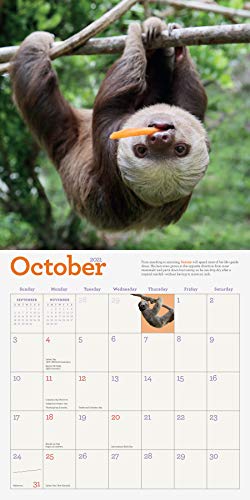 Original Sloths Wall Calendar 2021