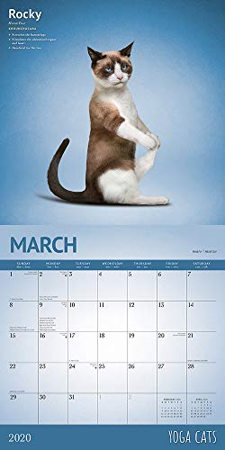 Yoga Cats 2020 12 x 12 Inch Monthly Square Wall Calendar, Animals Humor Cat (English, Spanish and French Edition)