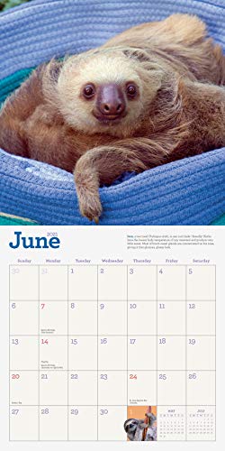 Original Sloths Wall Calendar 2021