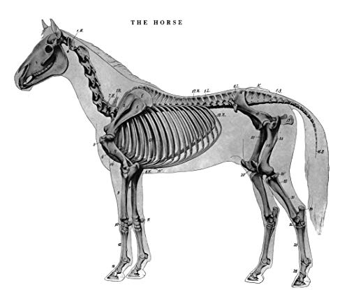 An Atlas of Animal Anatomy for Artists (Dover Anatomy for Artists)