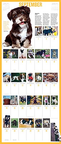 365 Puppies-A-Year Picture-A-Day Wall Calendar 2022: The Most Adorable, Irresistible Puppies.