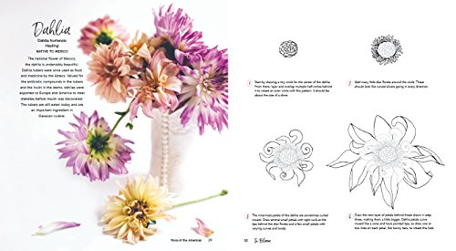 In Bloom: A Step-by-Step Guide to Drawing Lush Florals