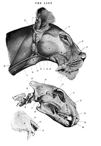 An Atlas of Animal Anatomy for Artists (Dover Anatomy for Artists)