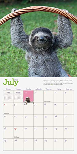 Original Sloths Wall Calendar 2021