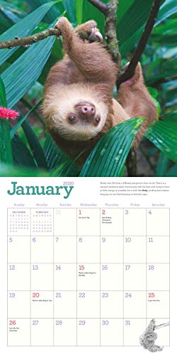 Original Sloths Wall Calendar 2020