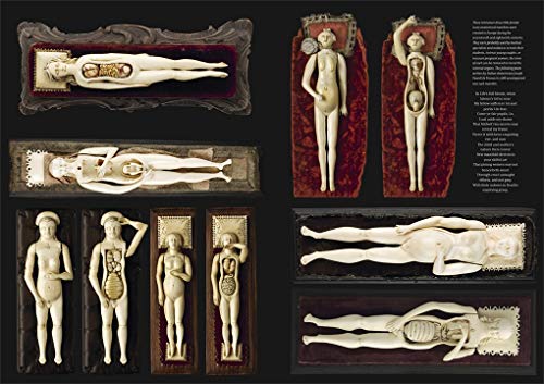 The Anatomical Venus /anglais