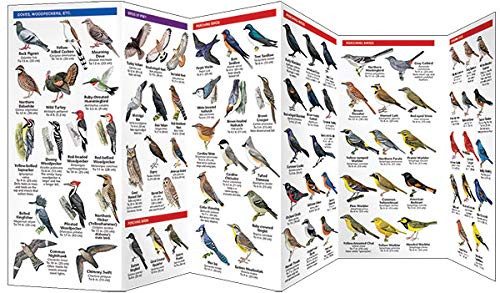 Alabama Birds: A Folding Pocket Guide to Familiar Species (Wildlife and Nature Identification)