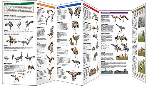 Sandhill Crane Display Dictionary: What Cranes Say With Their Body Language (Wildlife and Nature Identification)