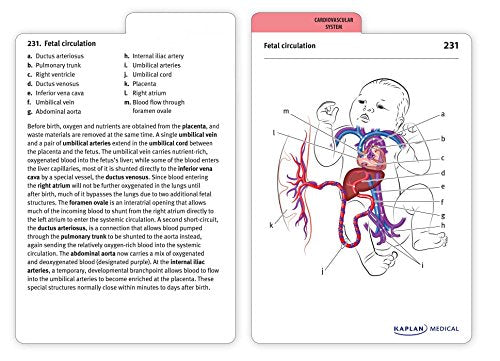 Anatomy Flashcards