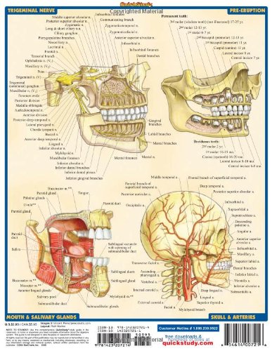 Dental Anatomy (Quick Study Academic)