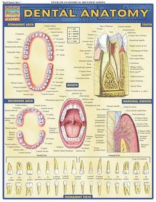 Dental Anatomy (Quick Study Academic)