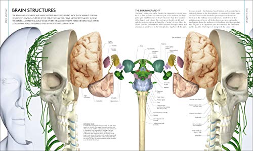 The Human Brain Book: An Illustrated Guide to its Structure, Function, and Disorders (DK Human Body Guides)