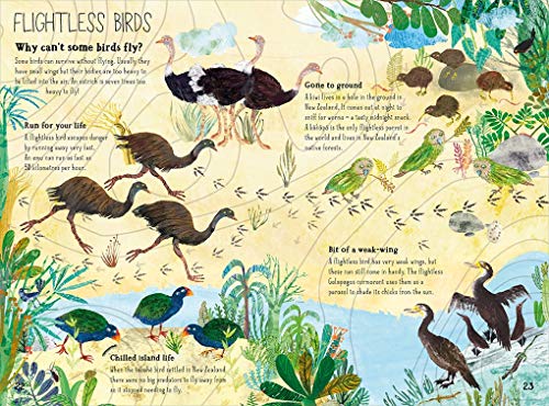 The Big Book of Birds (The Big Book Series)