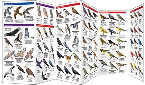 Arkansas Birds: A Folding Pocket Guide to Familiar Species (Wildlife and Nature Identification)