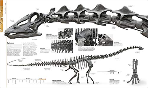 Dinosaurs and Prehistoric Life: The definitive visual guide to prehistoric animals