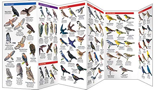 Delaware Birds: A Folding Pocket Guide to Familiar Species (Wildlife and Nature Identification)