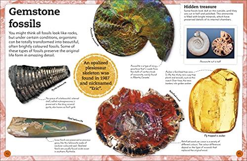 My Book of Fossils: A fact-filled guide to prehistoric life