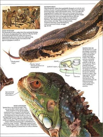 Reptile (Eyewitness)