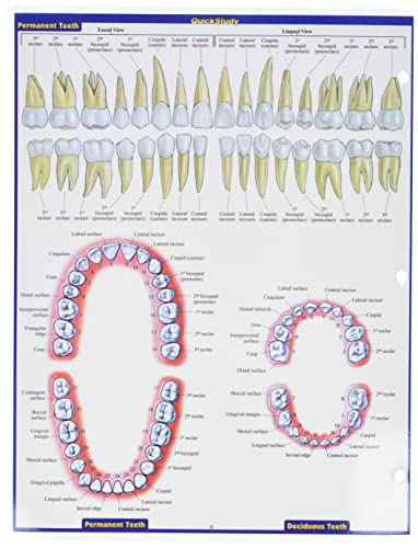 Dental Anatomy (Quick Study Academic)