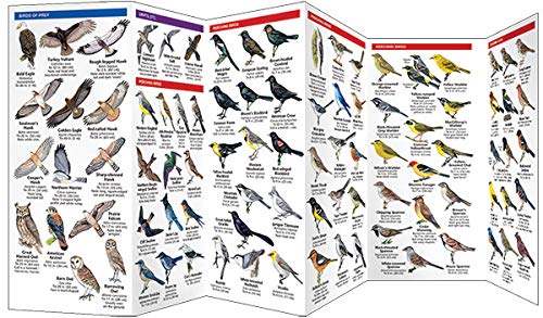 Nevada Birds: A Folding Pocket Guide to Familiar Species (Wildlife and Nature Identification)