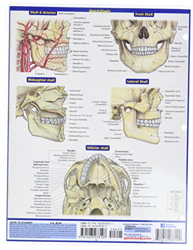 Dental Anatomy (Quick Study Academic)