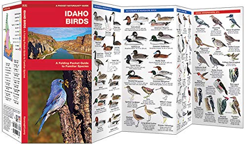 Idaho Birds: A Folding Pocket Guide to Familiar Species (Wildlife and Nature Identification)