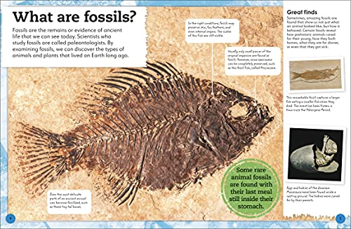 My Book of Fossils: A fact-filled guide to prehistoric life