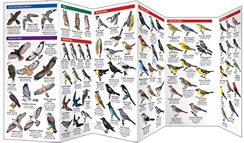 Idaho Birds: A Folding Pocket Guide to Familiar Species (Wildlife and Nature Identification)