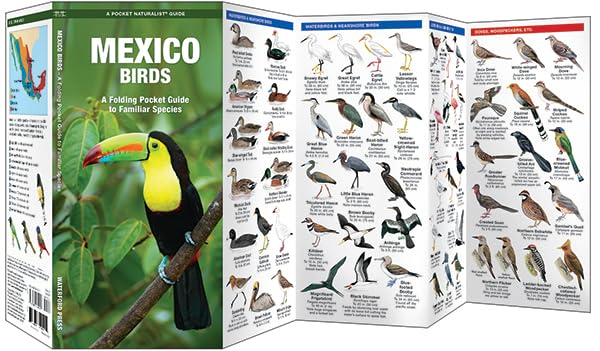 Mexico Birds: An Introduction to Familiar Species (Wildlife and Nature Identification)