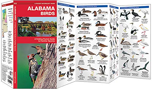 Alabama Birds: A Folding Pocket Guide to Familiar Species (Wildlife and Nature Identification)