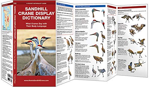 Sandhill Crane Display Dictionary: What Cranes Say With Their Body Language (Wildlife and Nature Identification)