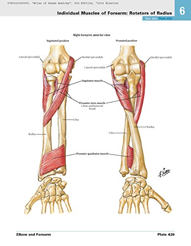 Atlas of Human Anatomy: Including Student Consult Interactive Ancillaries and Guides (Netter Basic Science)