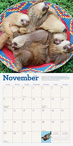 Original Sloths Wall Calendar 2021