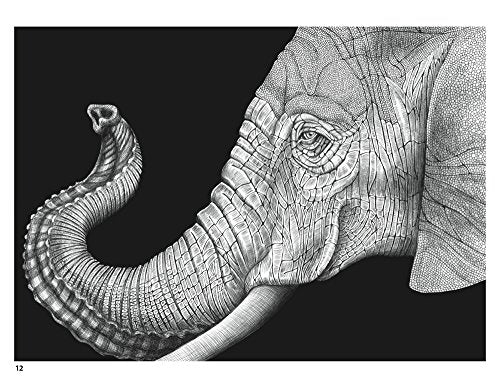 Intricate Ink: Animals in Detail: A Coloring Book by Tim Jeffs