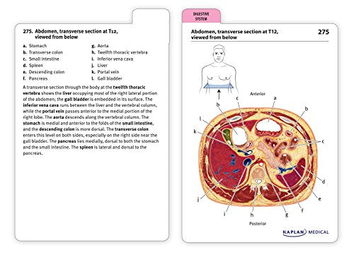 Anatomy Flashcards