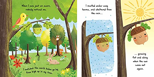 Nature Stories: Little Acorn: Padded Board Book