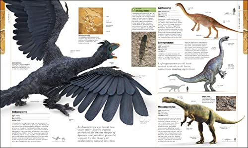 Dinosaurs and Prehistoric Life: The Definitive Visual Guide to Prehistoric Animals (DK Definitive Visual Encyclopedias)