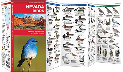 Nevada Birds: A Folding Pocket Guide to Familiar Species (Wildlife and Nature Identification)