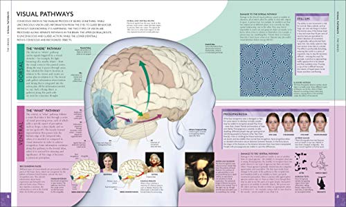 The Human Brain Book: An Illustrated Guide to its Structure, Function, and Disorders (DK Human Body Guides)