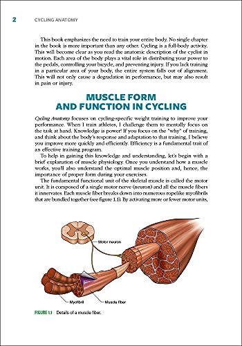 Cycling Anatomy