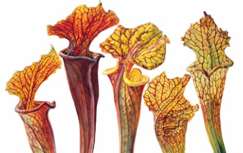 Rosie Sanders' Flowers: A Celebration Of Botanical Art