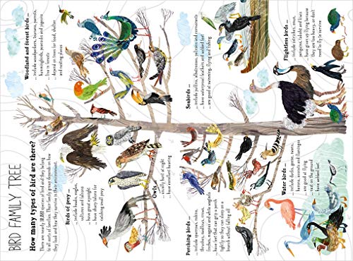 The Big Book of Birds (The Big Book Series)