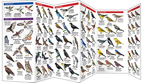 Wyoming Birds: A Folding Pocket Guide to Familiar Species (Wildlife and Nature Identification)