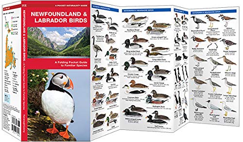 Newfoundland & Labrador Birds: A Folding Pocket Guide to Familiar Species (Wildlife and Nature Identification)